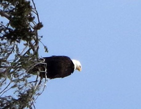 when humans work together you can save creatures like me from historic DDT poisioning that almost made us extinct. Thank you.