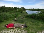 sleep with geese
